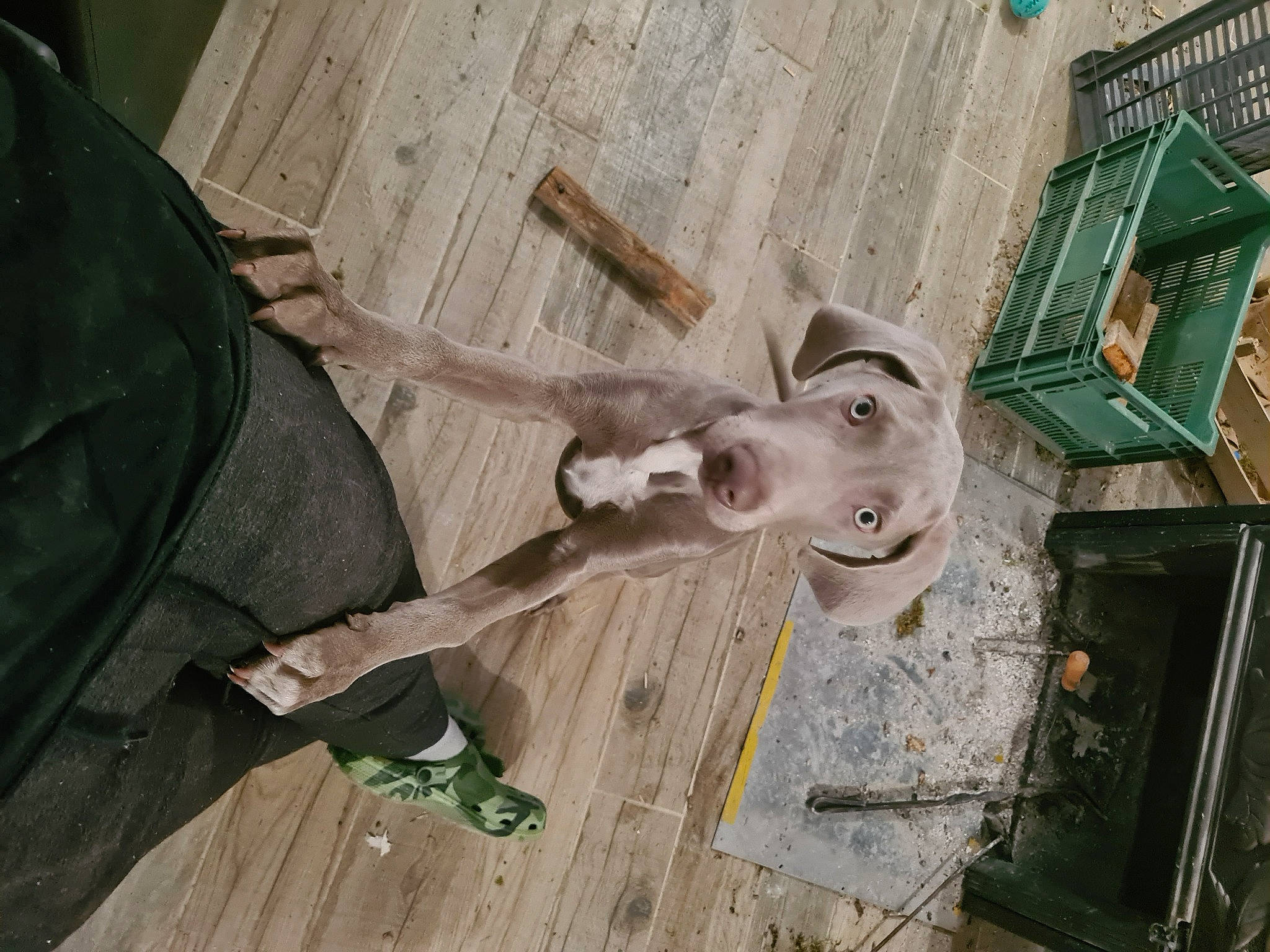 Gus a rejoint le concours — aidez-le/la à gagner de superbes lots ! antler, art, bone, canidae, deer, dog_breed, fawn, hardwood, horn, skeleton, skull, snout, sporting_group, wildlife, wood, working_animal