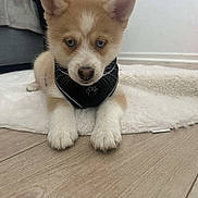 Kouki participe au concours pour gagner de l'argent avec cette photo : animal, black_harness, brown_and_white, canine, cute, dog, ears, eyes, floor, fur, indoor, laying_down, nose, paws, pet, puppy, rug, white_rug, wood_floor, young_dog