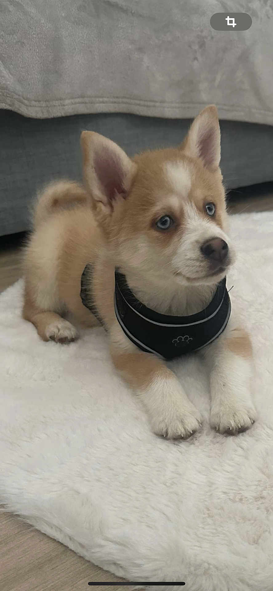 Kouki participe au concours pour gagner de l'argent avec cette photo : animal, blue_eyes, cozy, cute, dog, domestic_animal, ears, floor, fluffy, fur, harness, indoor, looking_away, lying_down, nose, paws, pet, puppy, white_rug, young