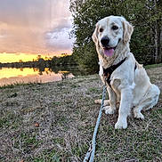 Bloom a rejoint le concours — aidez-le/la à gagner de superbes lots ! dog, golden_retriever, pet, canine, sitting, outdoor, lake, sunset, sunrise, reflection, water, trees, grass, leash, collar, harness, portrait, nature, landscape, happy