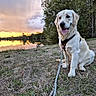 dog, golden_retriever, pet, canine, sitting, outdoor, lake, sunset, sunrise, reflection, water, trees, grass, leash, collar, harness, portrait, nature, landscape, happy