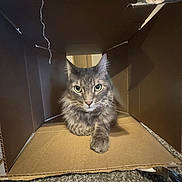 Larry is registered to the contest to win money with this photo: cat, gray_cat, cardboard_box, pet, indoor, carpet, feline, fur, animal, box, cute, relaxed, looking, whiskers, ears, claws, home, domestic, playful, cozy