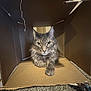 cat, gray_cat, cardboard_box, pet, indoor, carpet, feline, fur, animal, box, cute, relaxed, looking, whiskers, ears, claws, home, domestic, playful, cozy