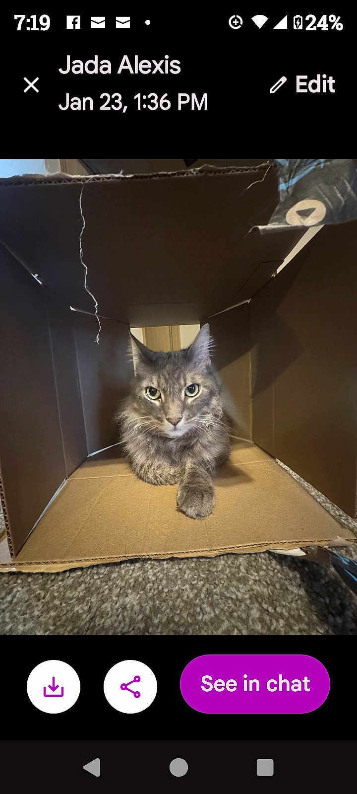Larry is registered to the contest to win money with this photo: cat, gray_cat, cardboard_box, pet, indoor, carpet, feline, fur, animal, box, cute, relaxed, looking, whiskers, ears, claws, home, domestic, playful, cozy