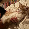 kitten, cat, pet, hand, bed, blanket, orange, white, fur, cute, sleepy, indoor, cozy, comfort, striped_rug, fingers, soft, resting, animal, domestic