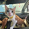 kitten, cat, pet_carrier, car_interior, hand, yellow_collar, bell, orange_and_white, curious, wide_eyes, close_up, indoor, window, seat, dashboard, vehicle, animal, domestic_cat, young_cat, pet