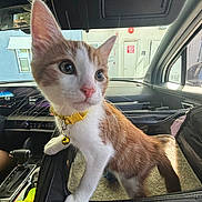 Bjorn is registered to the contest to win money with this photo: cat, kitten, orange_and_white, collar, bell, car_interior, window, sunlight, pet_carrier, curious, alert, fur, paw, dashboard, seat, zipper, reflection, vehicle, travel, indoor
