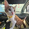 cat, kitten, orange_and_white, collar, bell, car_interior, window, sunlight, pet_carrier, curious, alert, fur, paw, dashboard, seat, zipper, reflection, vehicle, travel, indoor