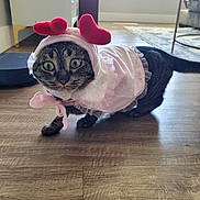 Frida joined the competition — help win amazing prizes! cat, tabby, costume, pink, heart, floor, indoor, pet, animal, curious, wide_eyes, furniture, home, paws, tail, adorable, cute, dress, headwear, light