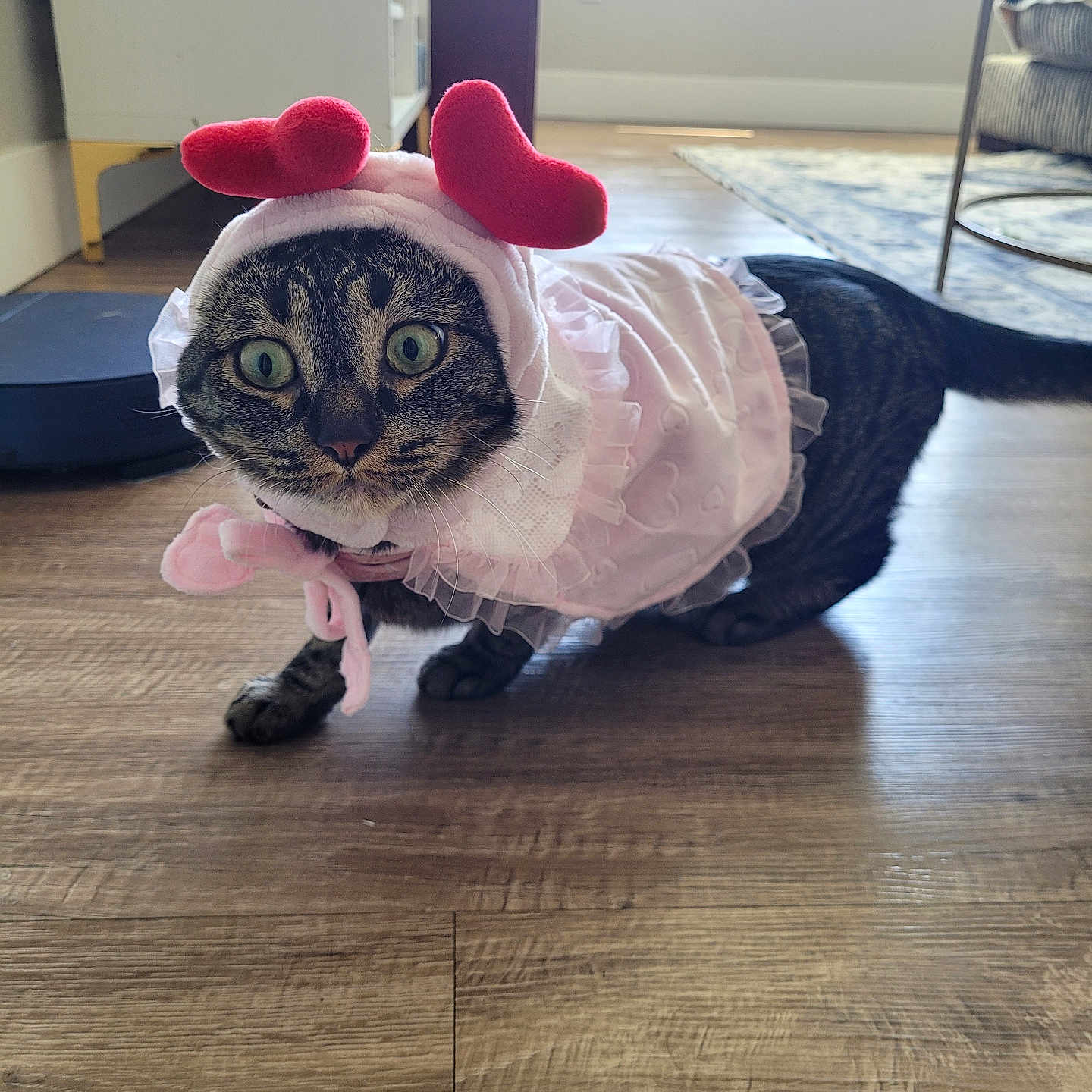 Frida joined the competition — help win amazing prizes! cat, tabby, costume, pink, heart, floor, indoor, pet, animal, curious, wide_eyes, furniture, home, paws, tail, adorable, cute, dress, headwear, light