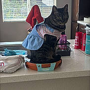 Frida is registered to the contest to win money with this photo: appliance, bottle, cabinet, cat, clothing, container, countertop, curious, domestic_animal, dress, household, indoor, kitchen, pet, planter, red_towel, sitting, tabby_cat, terra_cotta, window