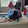 appliance, bottle, cabinet, cat, clothing, container, countertop, curious, domestic_animal, dress, household, indoor, kitchen, pet, planter, red_towel, sitting, tabby_cat, terra_cotta, window