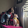 Frida is registered to the contest to win money with this photo: bag, blinds, cat, collar, curious, cute, domestic_animal, dress, feline, home, indoor, kitten, looking_out, natural_light, orange_cat, pets, pink_surface, sitting, tabby_cat, window
