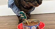 Frida is registered to the contest to win money with this photo: animal, birthday, blue_collar, cat, cat_food, celebration, close_up, collar, curious, domestic_animal, feline, floor, indoor, number_three, pet, pet_food, red_bowl, tabby_cat, wall, wooden_floor