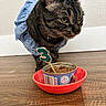 animal, birthday, blue_collar, cat, cat_food, celebration, close_up, collar, curious, domestic_animal, feline, floor, indoor, number_three, pet, pet_food, red_bowl, tabby_cat, wall, wooden_floor