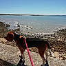dog, leash, rocky_shore, sea, water, sky, sunlight, outdoor, pet, canine, beagle, walk, nature, daytime, animal, coast, blue_sky, rock, reflection, sunshine