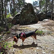 Ratus a rejoint le concours — aidez-le/la à gagner de superbes lots ! dog, beagle, leash, forest, trees, rocks, outdoor, nature, sunlight, animal, sniffing, brown, black, white, harness, ground, leaves, stick, daytime, canine