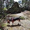 dog, beagle, leash, forest, trees, rocks, outdoor, nature, sunlight, animal, sniffing, brown, black, white, harness, ground, leaves, stick, daytime, canine