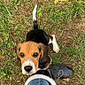 puppy, beagle, dog, grass, outdoor, pet, cute, animal, looking_up, black_boot, fur, ears, nose, eyes, tail, person, footwear, nature, young_dog, adorable