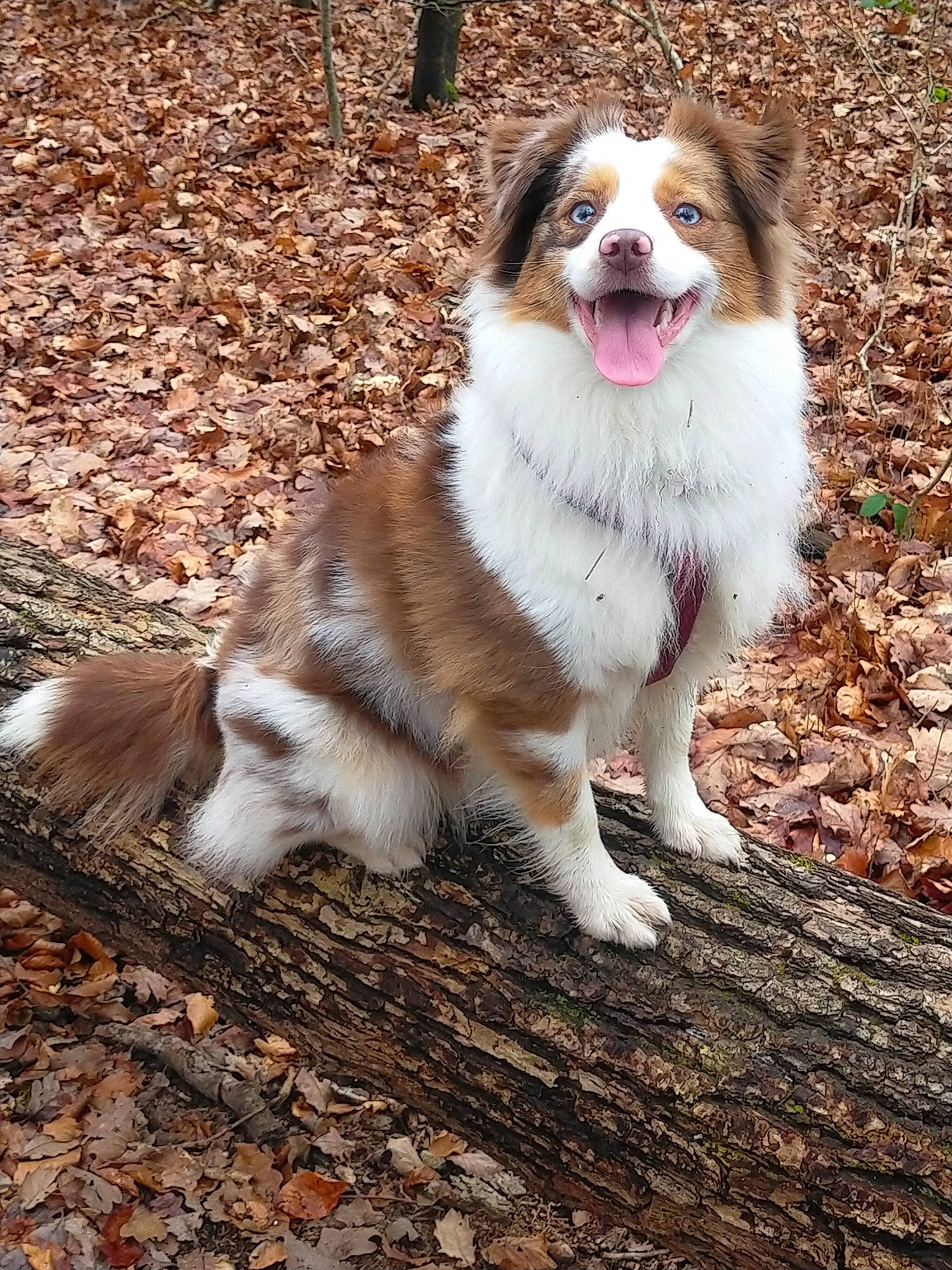 Roxie participe au concours pour gagner de l'argent avec cette photo : ancient_dog_breeds, australian_shepherd, canidae, carnivore, companion_dog, dog, dog_breed, fawn, fur, grass, herding_dog, plant, snout, soil, sporting_group, terrestrial_animal, whiskers, working_dog