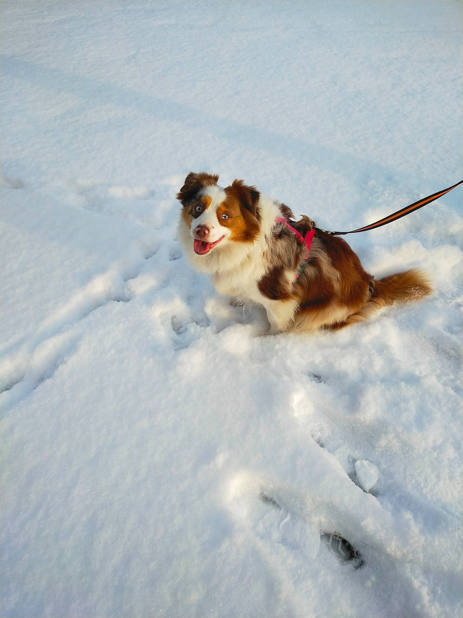 Roxie participe au concours pour gagner de l'argent avec cette photo : canidae, carnivore, collar, companion_dog, dog, dog_breed, dog_collar, dog_supply, freezing, fun, fur, leash, paw, recreation, slope, snow, sporting_group, tail, winter, working_dog