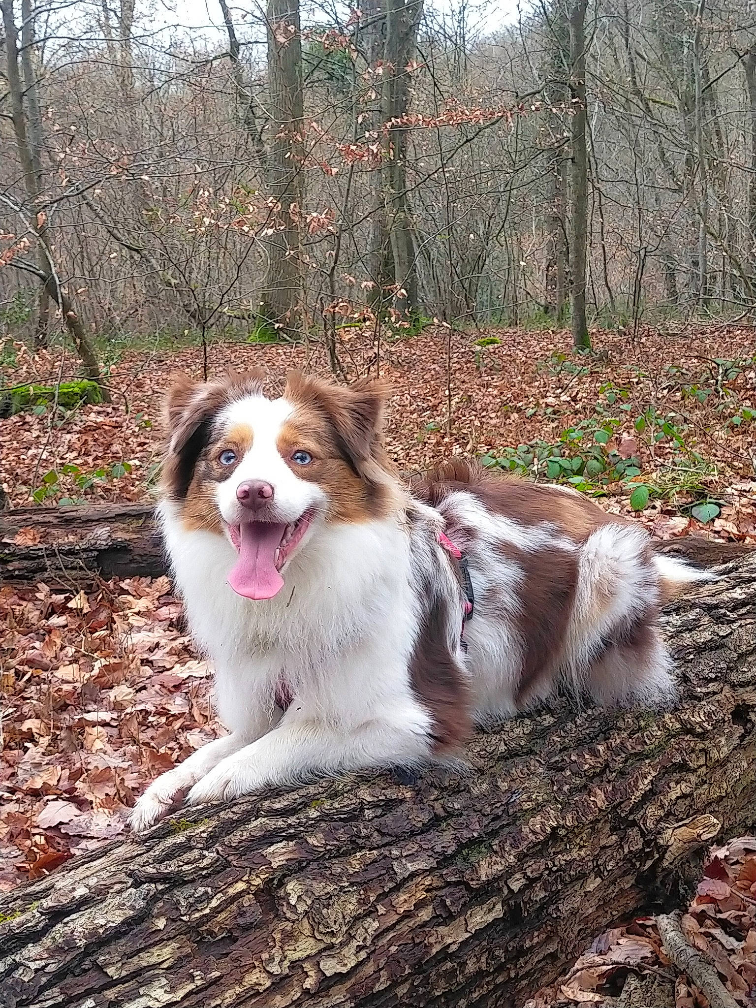 Roxie a rejoint le concours — aidez-le/la à gagner de superbes lots ! canidae, carnivore, companion_dog, dog, dog_breed, fawn, grass, herding_dog, kromfohrlander, natural_landscape, plant, snout, soil, sporting_group, terrestrial_animal, tree, whiskers, wood, woodland, working_dog