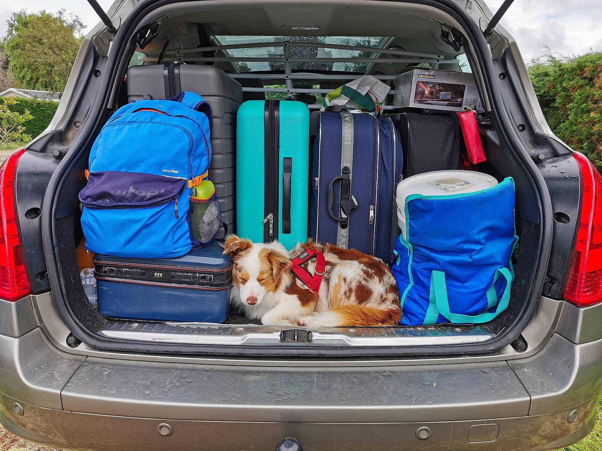 Roxie a rejoint le concours — aidez-le/la à gagner de superbes lots ! automotive_design, automotive_exterior, automotive_lighting, automotive_tail_brake_light, blue, bumper, car, carnivore, dog, gas, hood, land_vehicle, mammal, mode_of_transport, motor_vehicle, sky, trunk, vehicle, vehicle_door, vertebrate