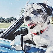 Elvis is registered to the contest to win money with this photo: auto_part, car, companion_dog, dog, dog_breed, dog_like_mammal, snout
