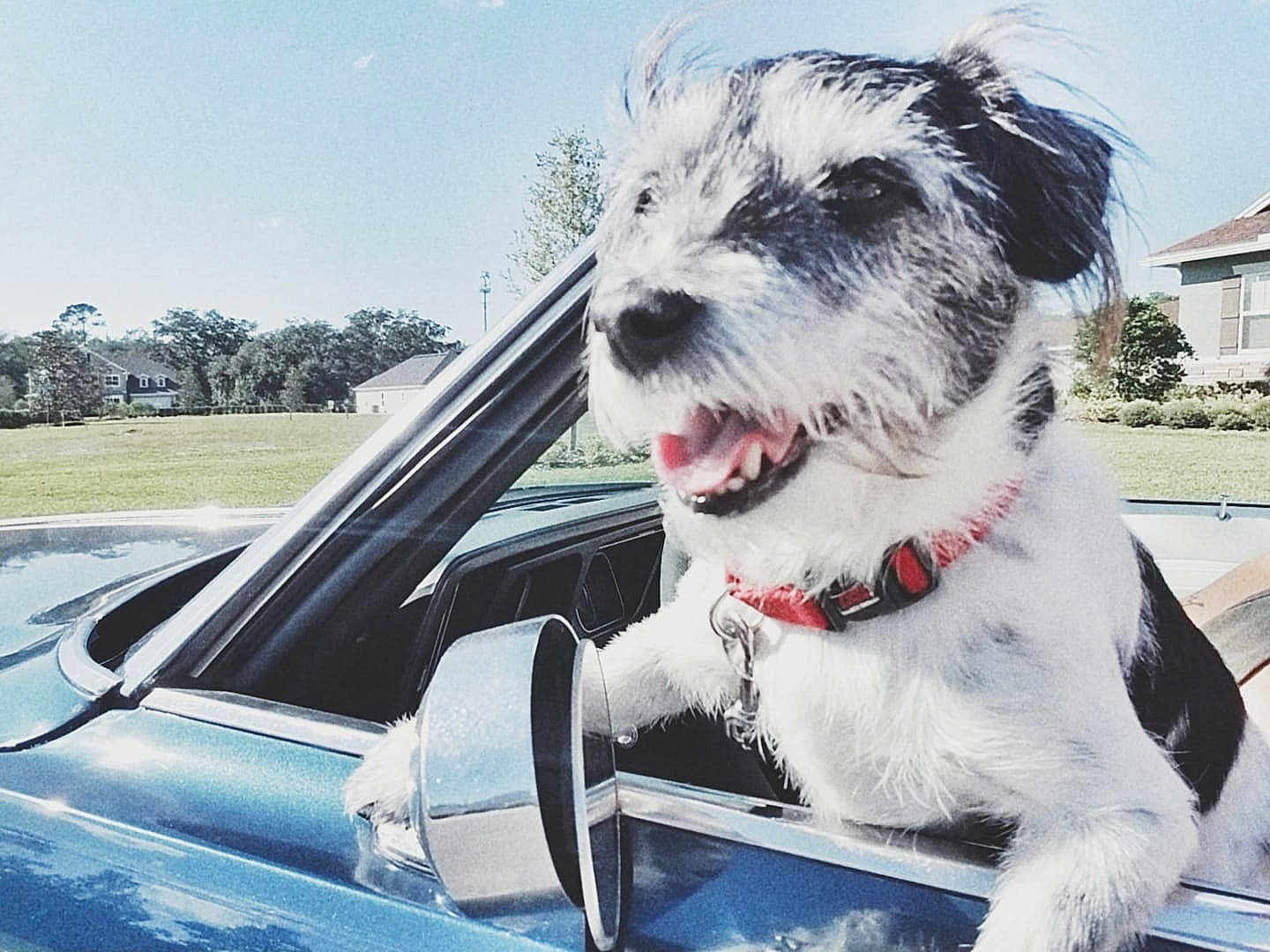 Elvis