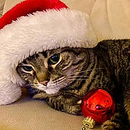 Layla is registered to the contest to win money with this photo: animal, beige_background, cat, christmas, christmas_ornament, closeup, cute, festive, fur, holiday, indoor, pet, red, relaxed, santa_hat, sleepy, soft_texture, tabby_cat, whiskers, white