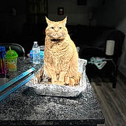 Tigger joined the competition — help win amazing prizes! cat, orange_cat, aluminum_foil_tray, kitchen_countertop, water_bottle, colorful_bottles, plastic_cup, indoor, pet, feline, fur, collar, domestic_animal, table, sitting, focused, food_container, household, background_blur, light