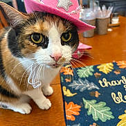 Ruby joined the competition — help win amazing prizes! cat, calico_cat, pink_hat, cowboy_hat, table, placemat, autumn_theme, thankful_blessed, indoor, pet, whiskers, closeup, animal, cute, domestic_cat, feline, decor, colorful, soft_focus, household