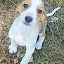 Eva is registered to the contest to win money with this photo: puppy, dog, grass, outdoor, animal, pet, cute, young, brown, white, sitting, looking_up, paws, tail, nature, curious, adorable, fur, ears, snout
