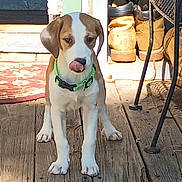 Eva is registered to the contest to win money with this photo: puppy, dog, green_collar, wooden_floor, porch, boots, metal_table_leg, outdoor, pet, animal, tongue_out, brown_and_white, young_dog, sunlight, playful, cute, standing, home, domestic, nose