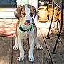 puppy, dog, green_collar, wooden_floor, porch, boots, metal_table_leg, outdoor, pet, animal, tongue_out, brown_and_white, young_dog, sunlight, playful, cute, standing, home, domestic, nose