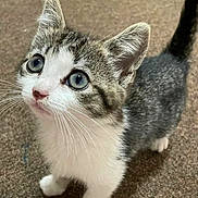 Princess Gianna joined the competition — help win amazing prizes! kitten, cat, tabby, white_fur, blue_eyes, pet, animal, curious, young, whiskers, ears, indoor, carpet, cute, small, feline, fur, looking_up, domestic, adorable