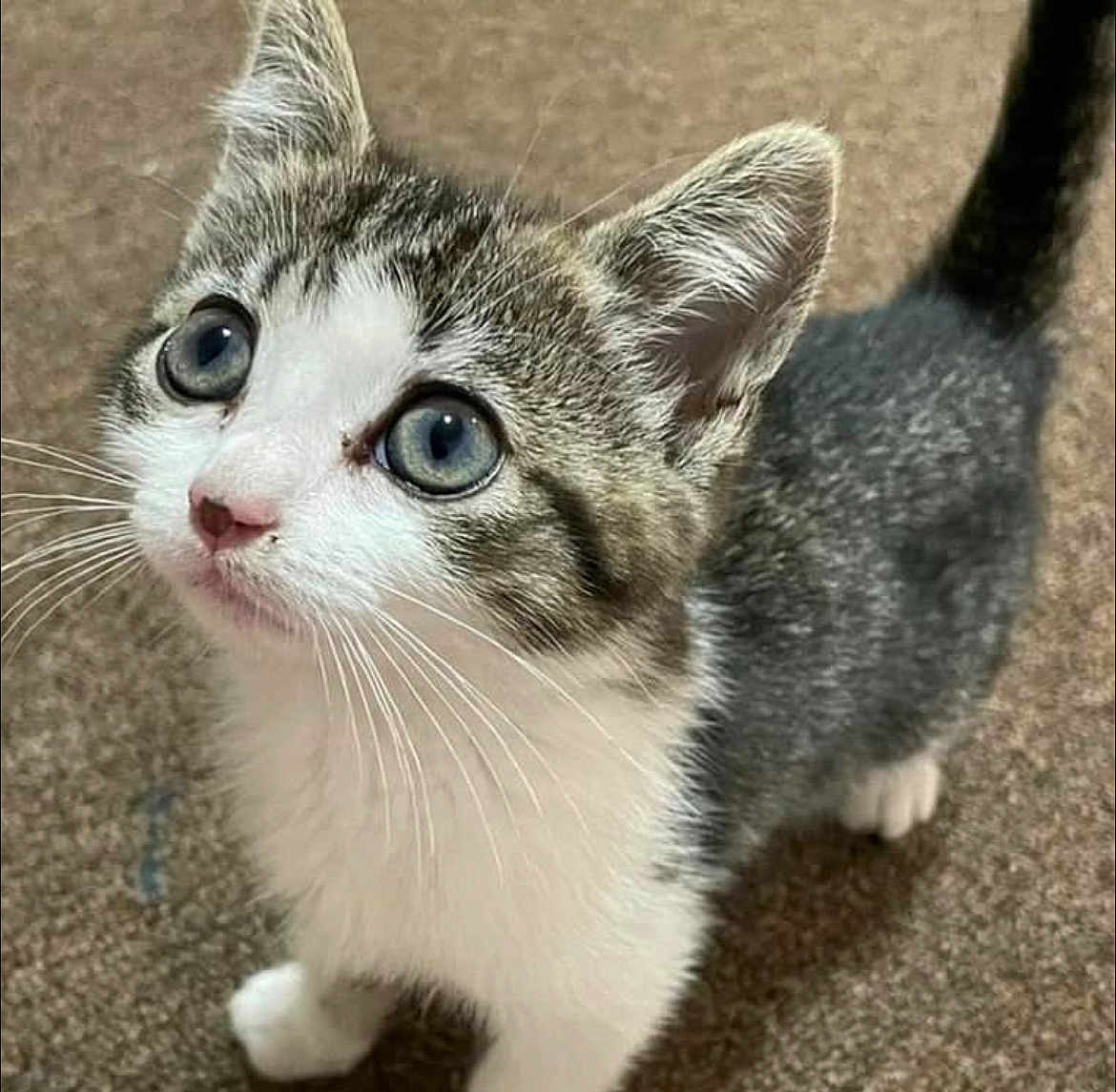 Princess Gianna joined the competition — help win amazing prizes! kitten, cat, tabby, white_fur, blue_eyes, pet, animal, curious, young, whiskers, ears, indoor, carpet, cute, small, feline, fur, looking_up, domestic, adorable