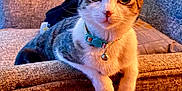 Princess Gianna joined the competition — help win amazing prizes! cat, tabby_cat, indoor, couch, furniture, pet, collar, bell, curious, wide_eyes, relaxed, brown, white, striped, cozy, home, close_up, animal, mammal, domestic