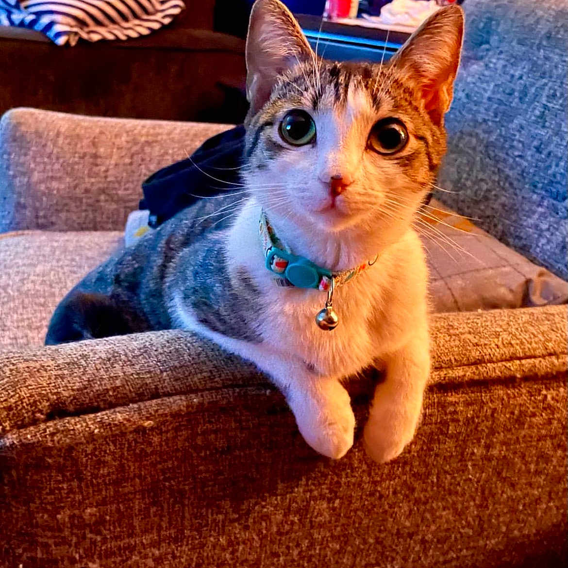 Princess Gianna joined the competition — help win amazing prizes! animal, bell, brown, cat, close_up, collar, couch, cozy, curious, domestic, furniture, home, indoor, mammal, pet, relaxed, striped, tabby_cat, white, wide_eyes