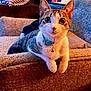 Princess Gianna is registered to the contest to win money with this photo: cat, tabby_cat, indoor, couch, furniture, pet, collar, bell, curious, wide_eyes, relaxed, brown, white, striped, cozy, home, close_up, animal, mammal, domestic