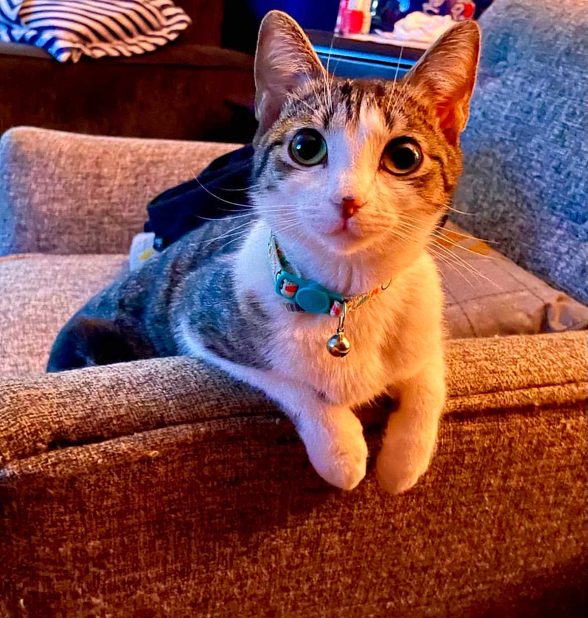 Princess Gianna joined the competition — help win amazing prizes! cat, tabby_cat, indoor, couch, furniture, pet, collar, bell, curious, wide_eyes, relaxed, brown, white, striped, cozy, home, close_up, animal, mammal, domestic