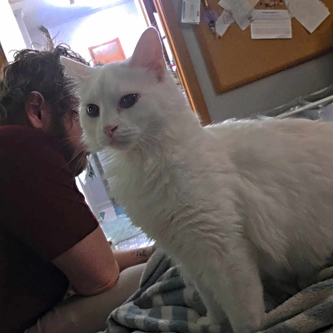 Yeti is registered to the contest to win money with this photo: cat, white_cat, person, indoor, blanket, bed, furniture, curly_hair, bulletin_board, paper, relaxed, pet, cozy, animal, domestic, home, resting, fur, cute, companion