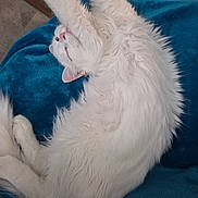 Yeti is registered to the contest to win money with this photo: cat, white_cat, pet, stretching, fluffy, sleeping, relaxing, blue_blanket, feline, indoors, cozy, cute, animal, fur, pink_nose, ears, paws, home, resting, comfortable