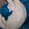 cat, white_cat, pet, stretching, fluffy, sleeping, relaxing, blue_blanket, feline, indoors, cozy, cute, animal, fur, pink_nose, ears, paws, home, resting, comfortable