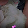 Yeti joined the competition — help win amazing prizes! cat, white_cat, pet, sleeping, fluffy, hand, lap, relaxed, cozy, indoor, fur, pink, heart_emoji, animal, cute, domestic_animal, resting, soft, comfort, love