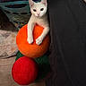 animal, carpet, cat, colorful, cozy, curious, feline, floor, home, indoor, laundry_basket, orange_ball, paw, pet, plush_ball, red_ball, resting, soft_texture, toy, white_cat