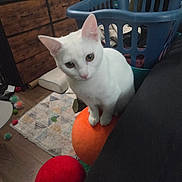 Snowball joined the competition — help win amazing prizes! animal, carpet, cat, cozy, curious, domestic, dresser, feline, floor, furniture, home, indoor, laundry_basket, orange, pet, plush_ball, red, toy, white_cat, wooden