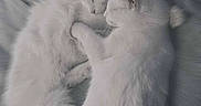 Snowball is registered to the contest to win money with this photo: animal, bed, blanket, cat, cats, closeup, companions, cozy, cuddle, cute, feline, fur, indoor, pet, relaxing, resting, sleeping, soft, two_animals, white_cat