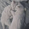 animal, bed, blanket, cat, cats, closeup, companions, cozy, cuddle, cute, feline, fur, indoor, pet, relaxing, resting, sleeping, soft, two_animals, white_cat