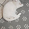 Snowball is registered to the contest to win money with this photo: cat, white_cat, indoor, carpet, paw_prints, floor_tile, blue_mat, pet, animal, feline, resting, looking_up, curious, cozy, domestic, fur, whiskers, ears, tail, quiet